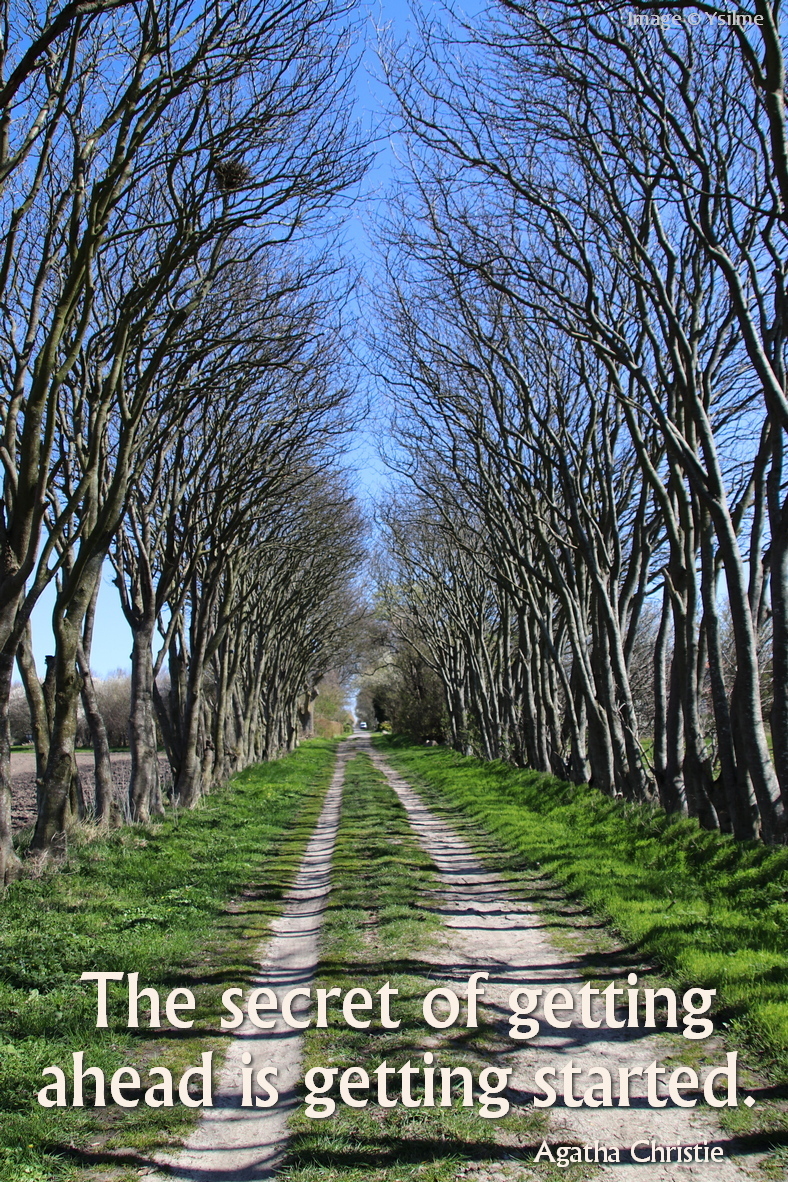 Vehicle track in an alley of leafless trees.